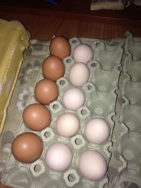 Culoarea ouălor de Barnevelder comparativ cu a celor de Wyandotte. - Matca 2017