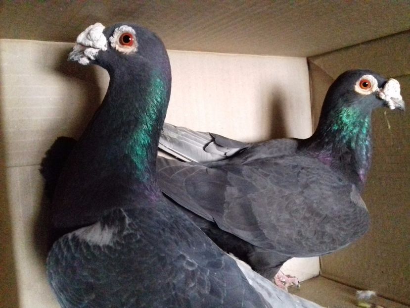 Per.2-H. - VOIAJORI STIL VECHI SI ORNAMENT- PERECHI MATCA 2017-2018