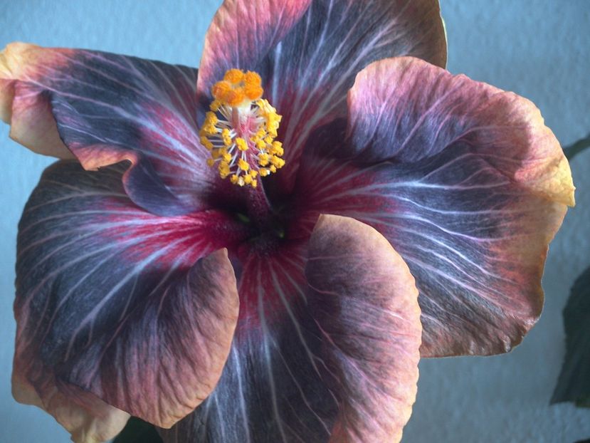 WIN_20170301_150822 - Black Rainbow