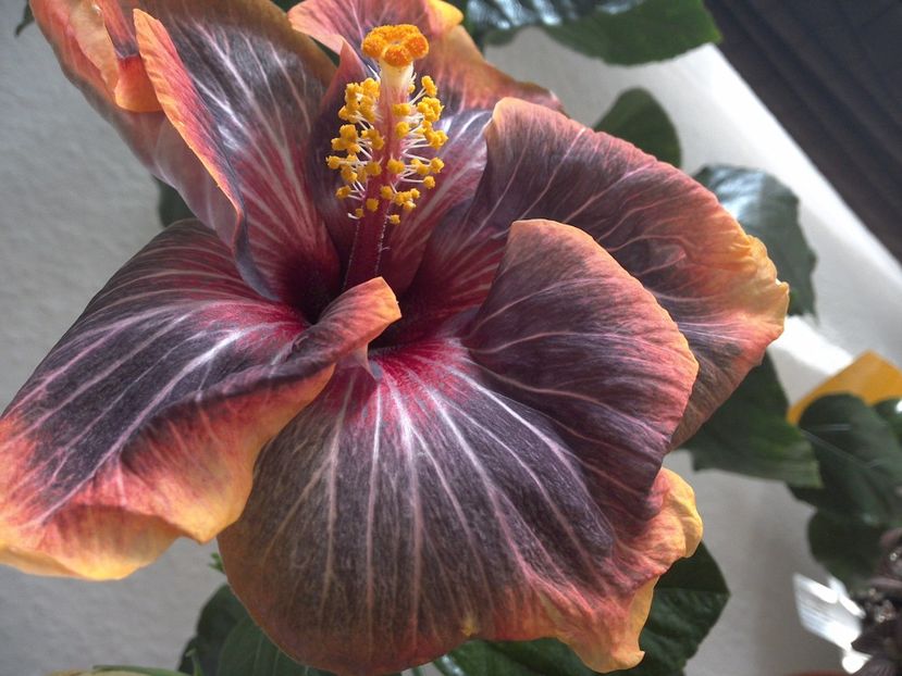 WIN_20170301_150934 - Black Rainbow