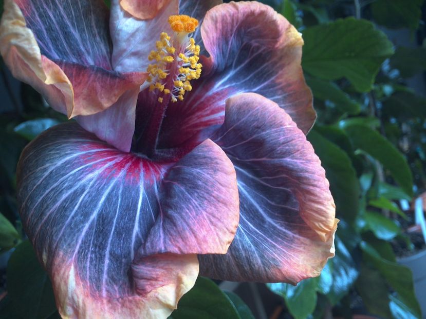 WIN_20170301_142043 - Black Rainbow