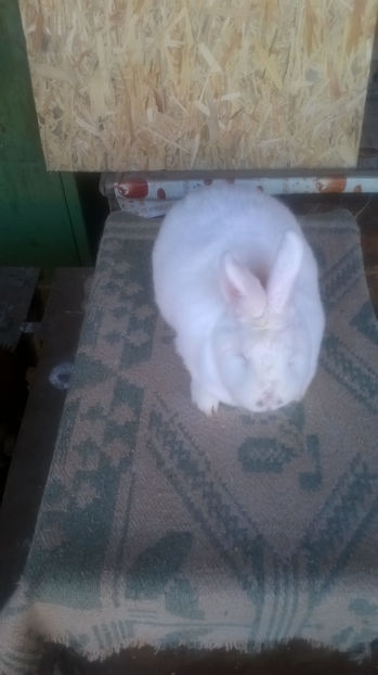 Femela nr 1 - Neozeelandezi Campioni