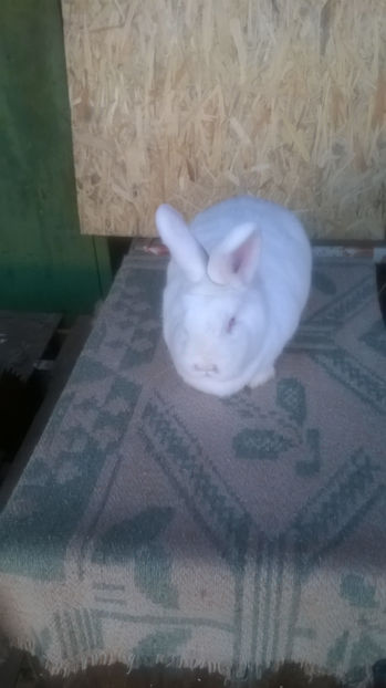 Femela nr 4 - Neozeelandezi Campioni