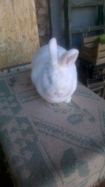 Femela nr 7 - Neozeelandezi Campioni