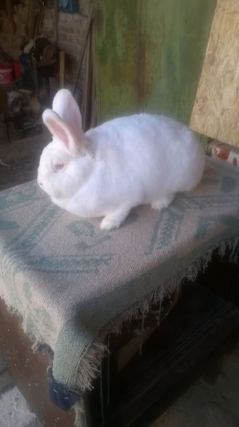 Femela Nr.3 Sasa Ivanovici - Neozeelandezi Campioni