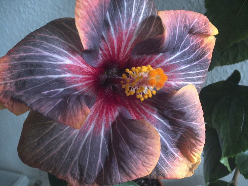 Black Rainbow - 0Hibiscus in colectie infloriti
