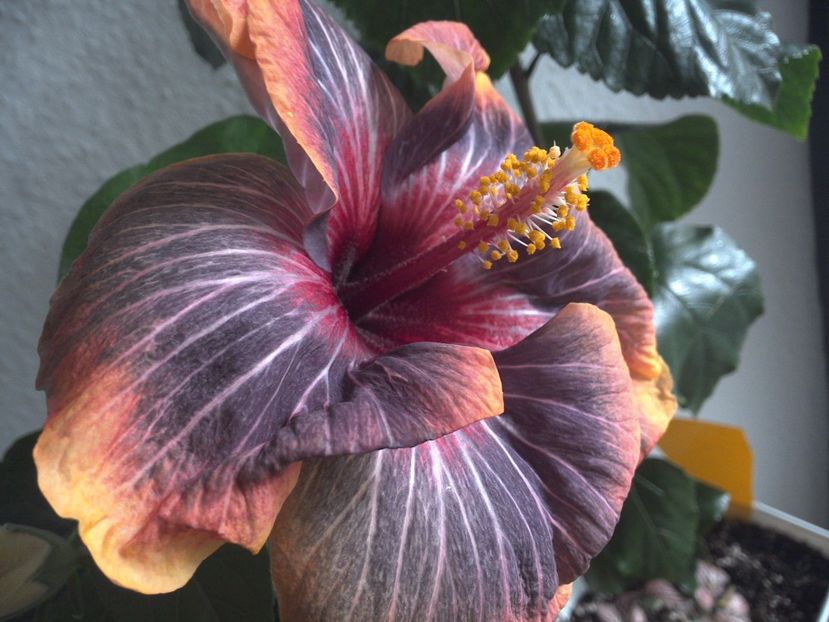 Black Rainbow - 0Hibiscus in colectie infloriti