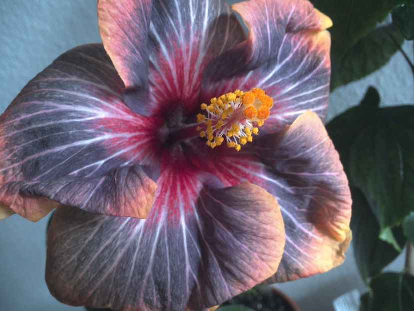 WIN_20170301_171622 - Black Rainbow