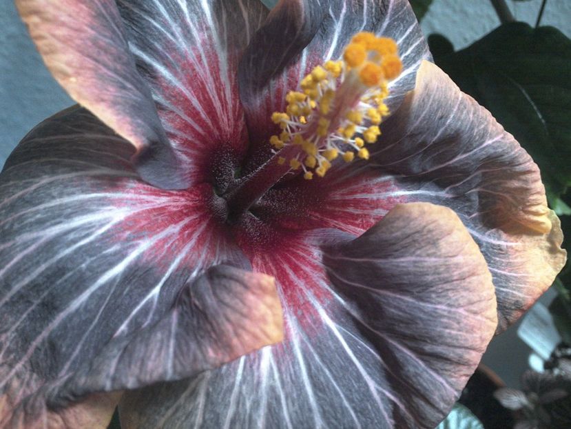 WIN_20170301_171001 - Black Rainbow