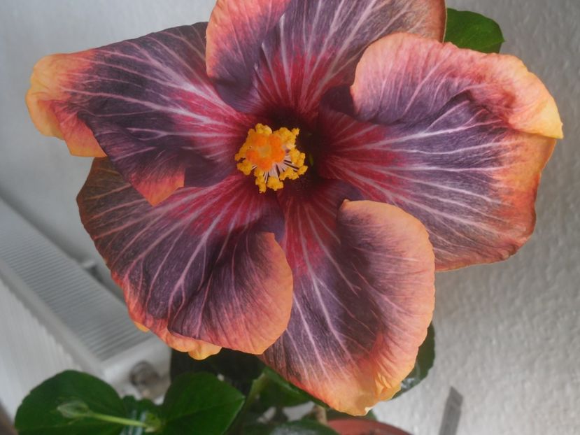 Black Rainbow - 0Hibiscus in colectie infloriti