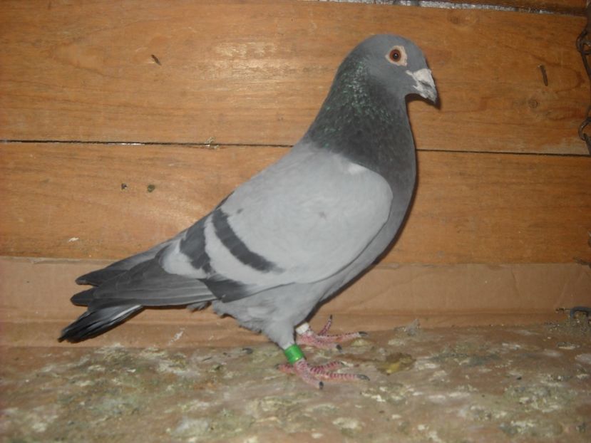 M.2014 x - PORUMBEI VANDUTI