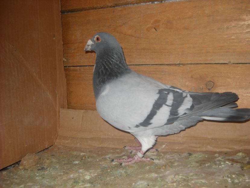 M.2013 - PORUMBEI VANDUTI