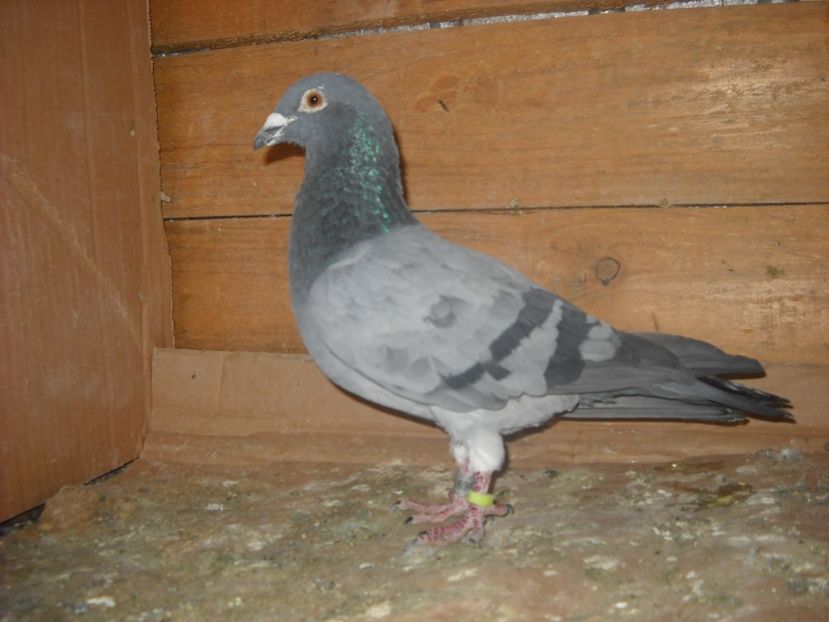 F.2015 - PORUMBEI VANDUTI