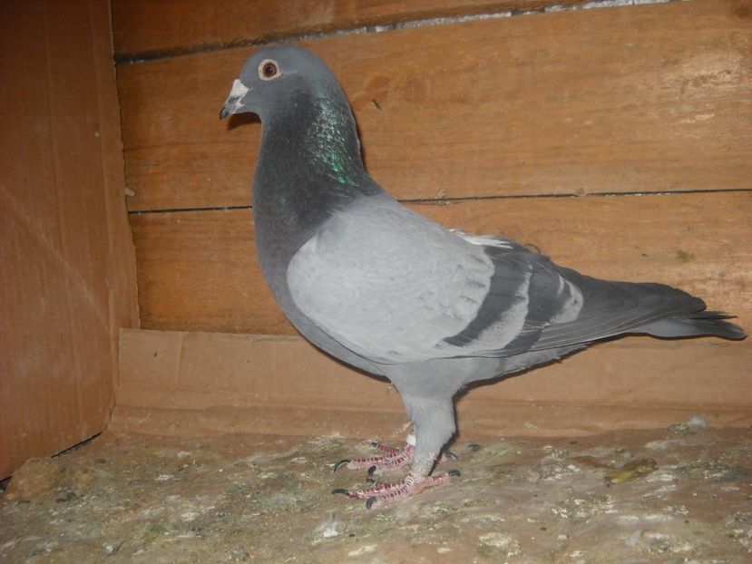 M.2015 - PORUMBEI VANDUTI