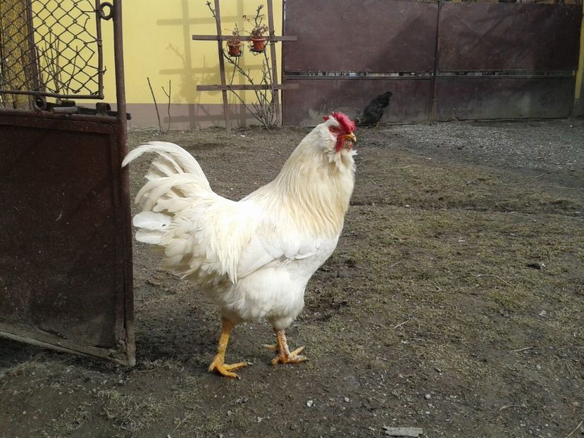  - 017 - Cocosi Rezerva Matca