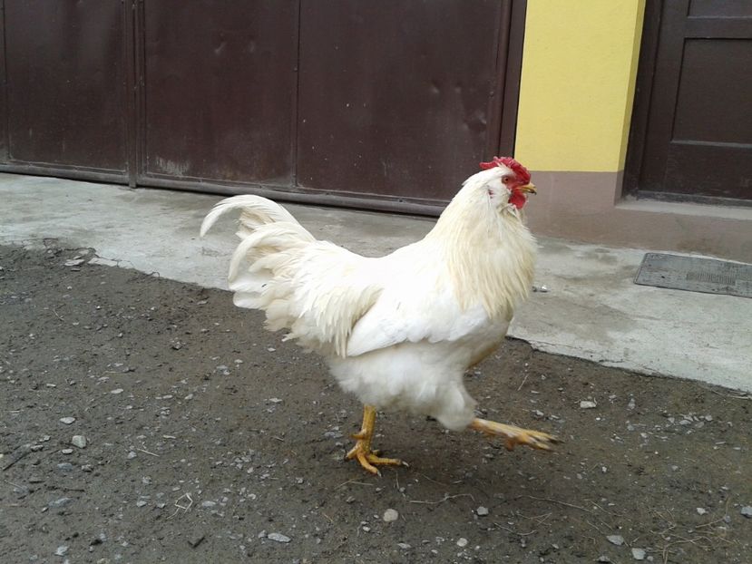  - 017 - Cocosi Rezerva Matca