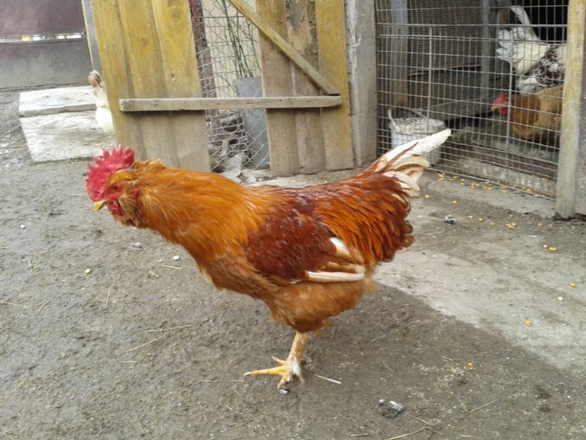  - 017 - Cocosi Rezerva Matca