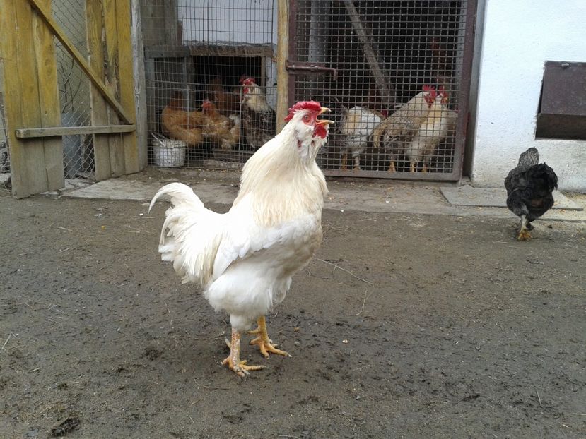  - 017 - Cocosi Rezerva Matca