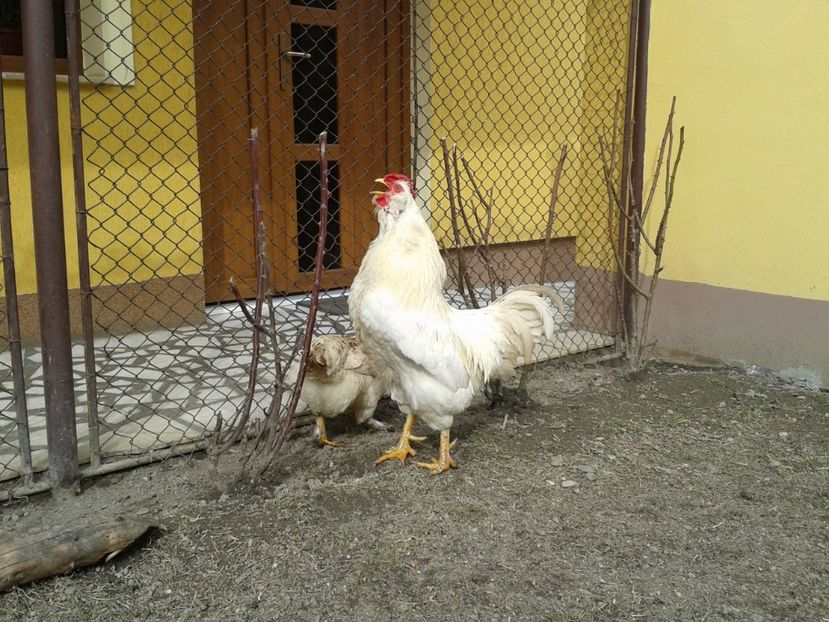  - 017 - Cocosi Rezerva Matca