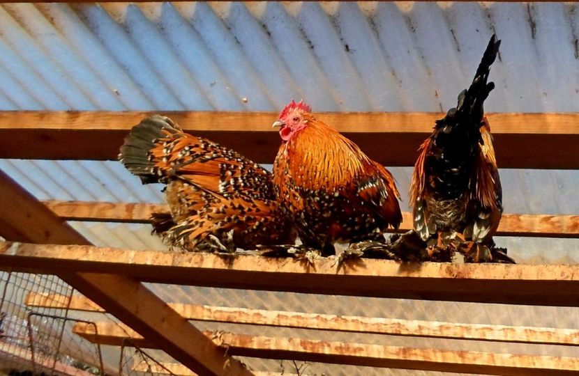  - 1 - auriu portelan