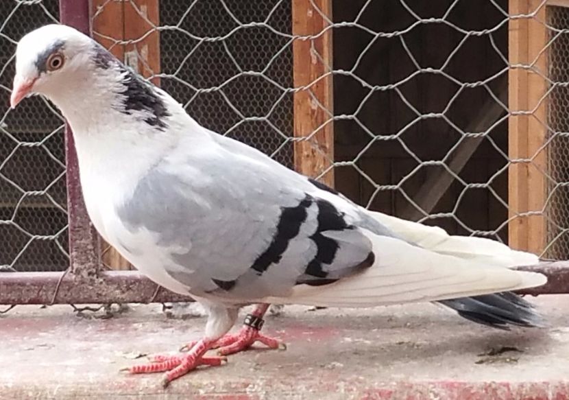 Data in Suceava la Ovidiu - D- Porumbei JUCATORI DE GALATI VANDUTI Album 3