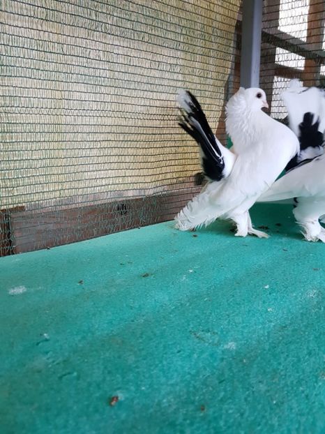 M 2014, matca - au fost VANDUTI