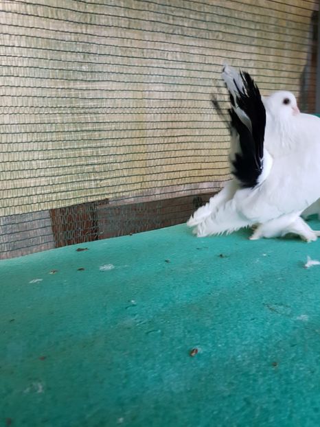 M 2014, matca - au fost VANDUTI