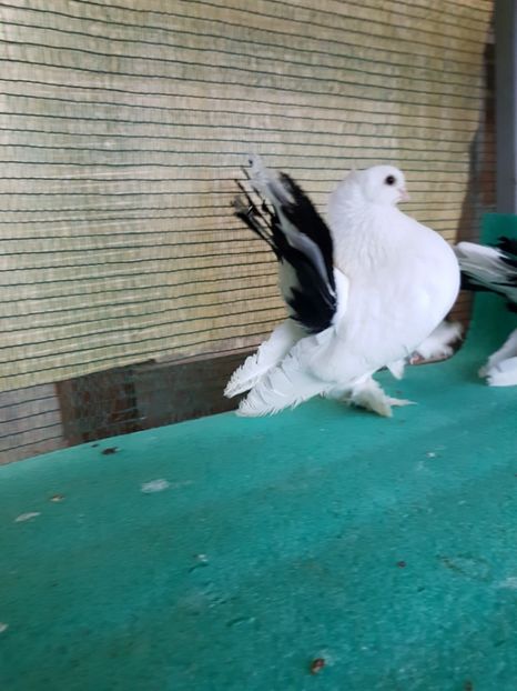 M 2014, matca - Rostow baltat cu mot