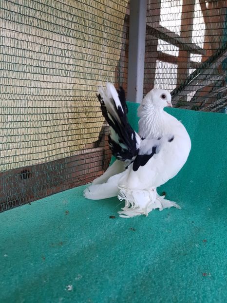 F 2012, matca - au fost VANDUTI