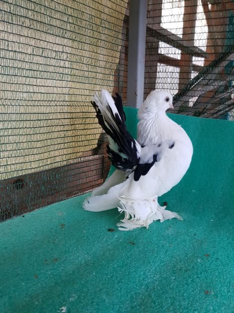 F 2012, matca - Rostow baltat cu mot