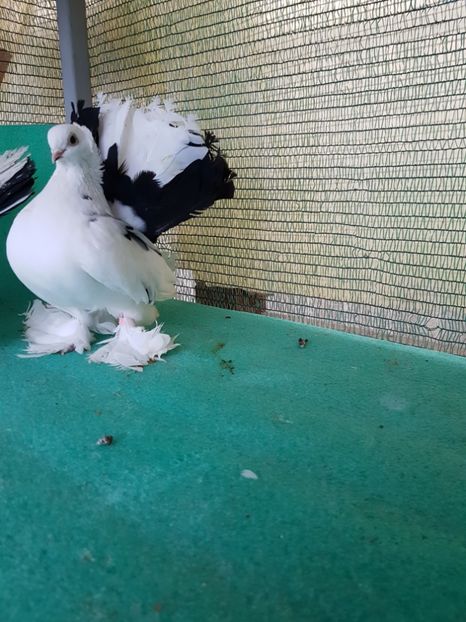 F 2012, matca - au fost VANDUTI