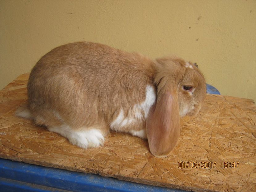  - vand puiuti berbec german 3 luni- vanduti