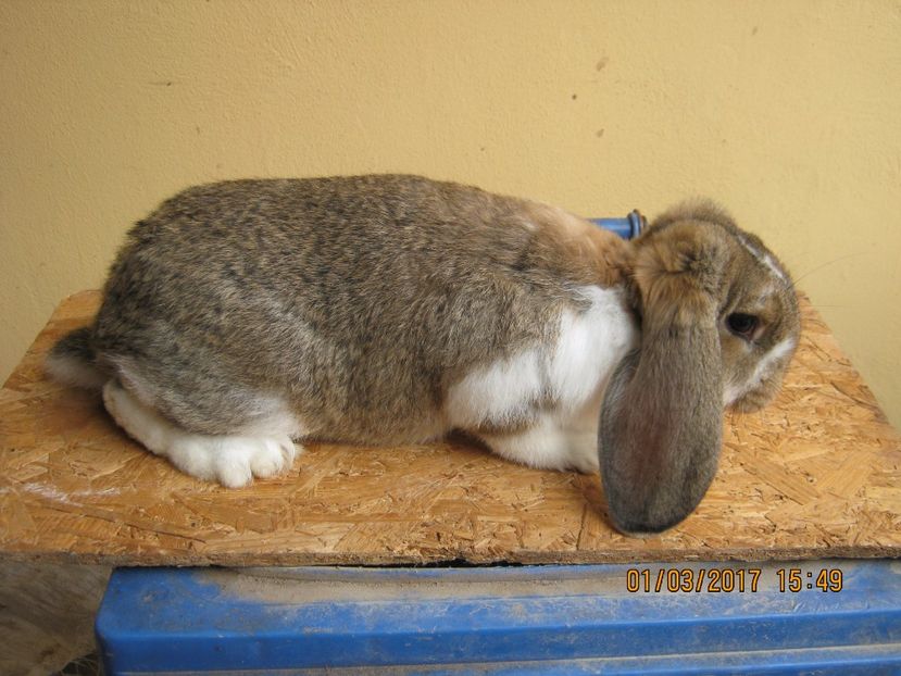 F3 - vand puiuti berbec german 3 luni- vanduti