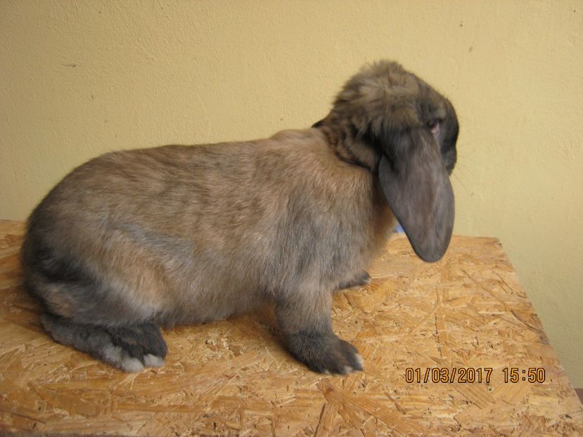 F4 - vand puiuti berbec german 3 luni- vanduti