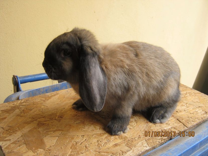  - vand puiuti berbec german 3 luni- vanduti