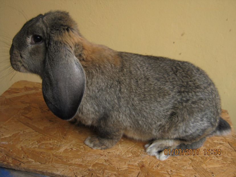  - vand puiuti berbec german 3 luni- vanduti