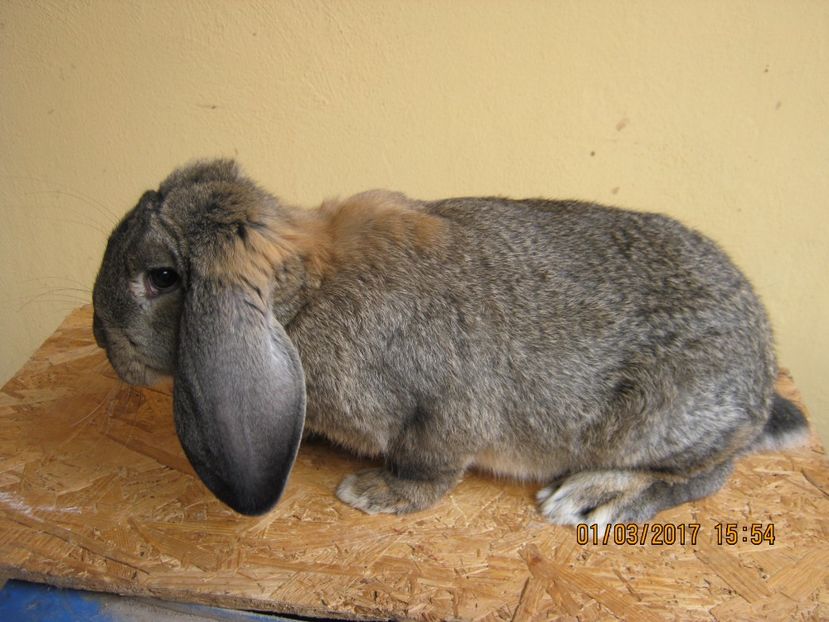  - vand puiuti berbec german 3 luni- vanduti