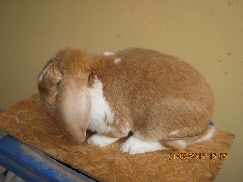 tatal puilor pe galben - vand puiuti berbec german 3 luni- vanduti