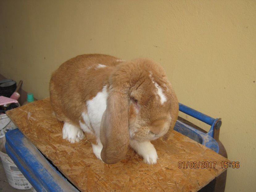  - vand puiuti berbec german 3 luni- vanduti