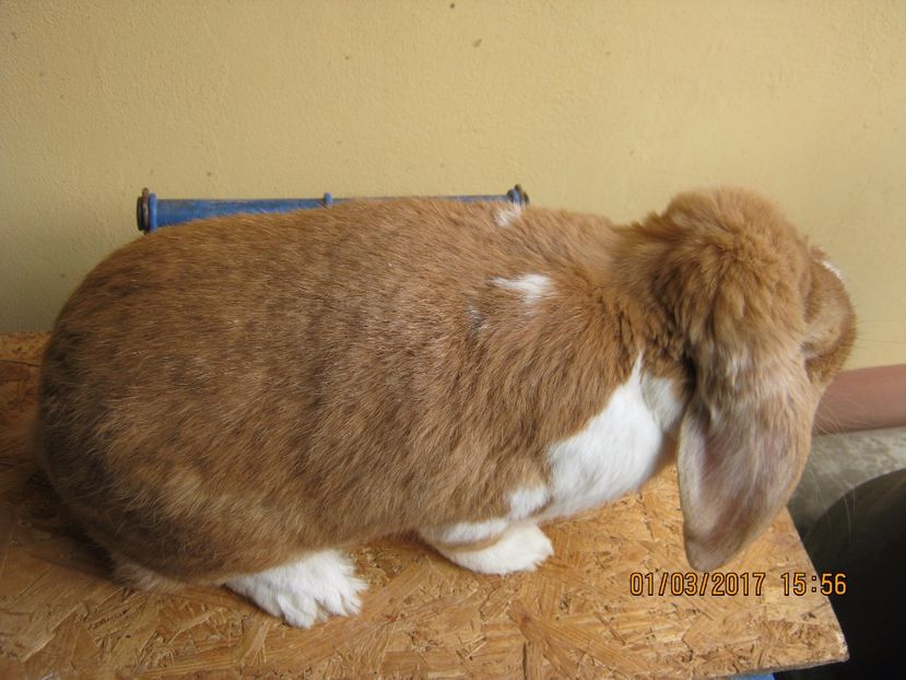  - vand puiuti berbec german 3 luni- vanduti