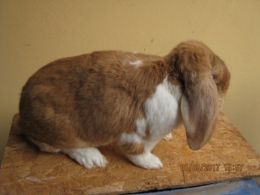  - vand puiuti berbec german 3 luni- vanduti