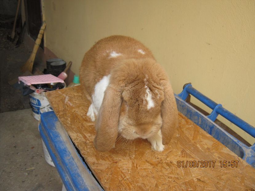  - vand puiuti berbec german 3 luni- vanduti