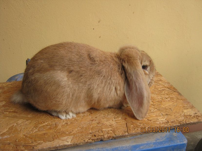  - vand puiuti berbec german 3 luni- vanduti