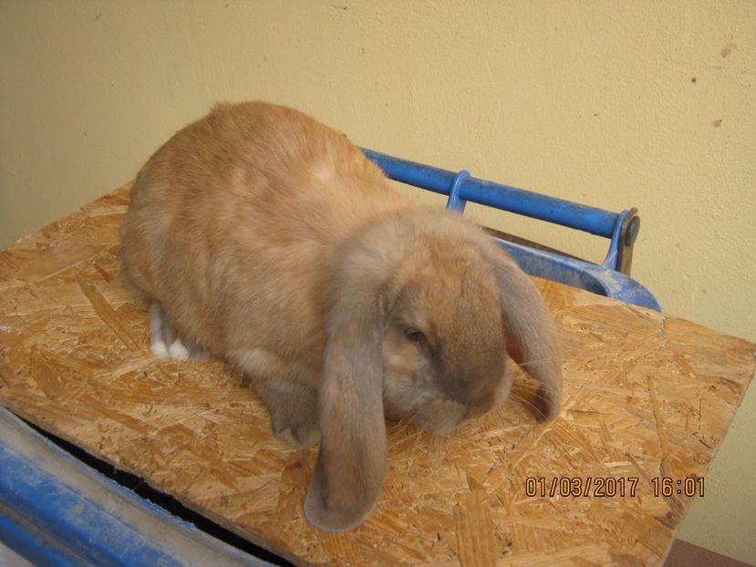  - vand puiuti berbec german 3 luni- vanduti