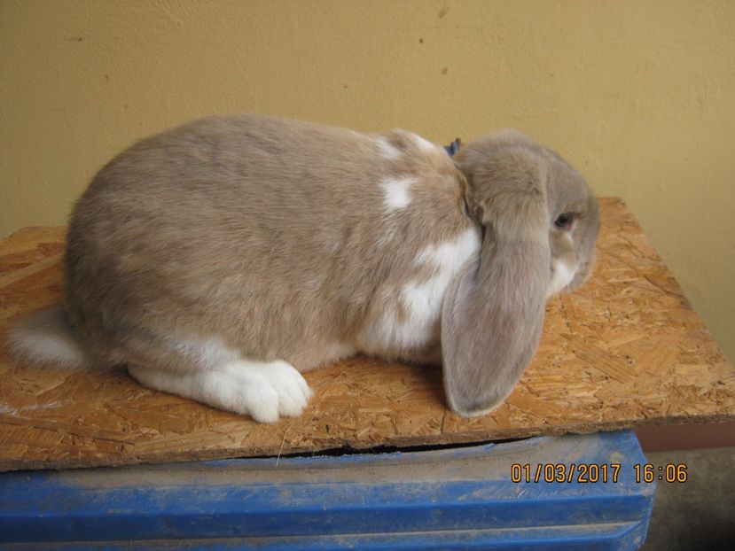 M4 - vand puiuti berbec german 3 luni- vanduti