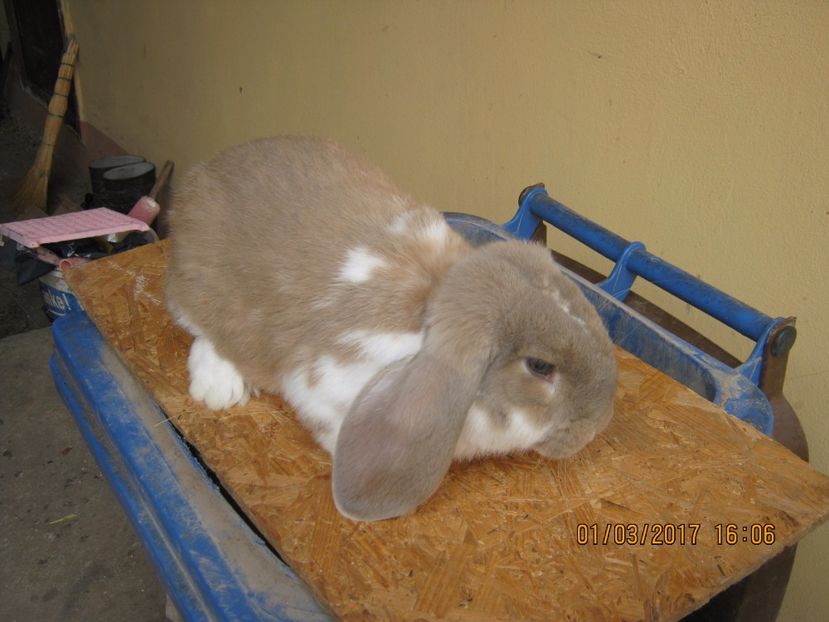  - vand puiuti berbec german 3 luni- vanduti