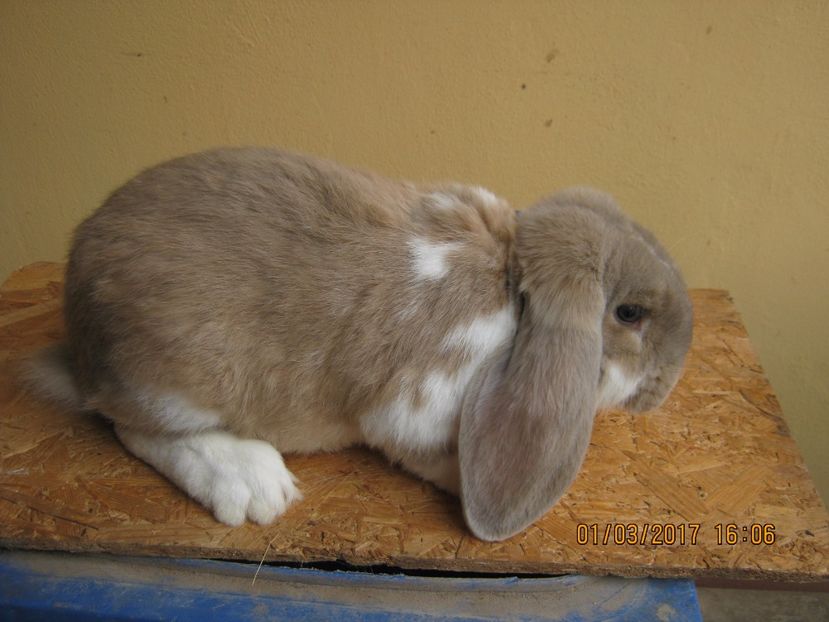  - vand puiuti berbec german 3 luni- vanduti