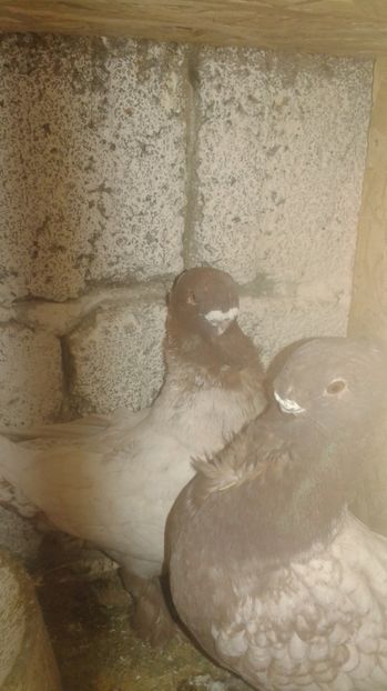  - Porumbei blondineti