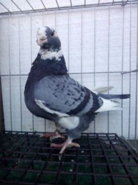 M 2014 - MATCA AMERICANI 2017