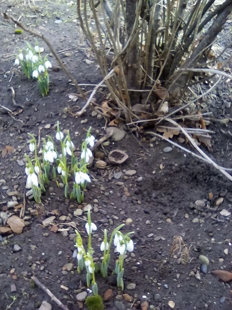  - Cel mai frumosi pui